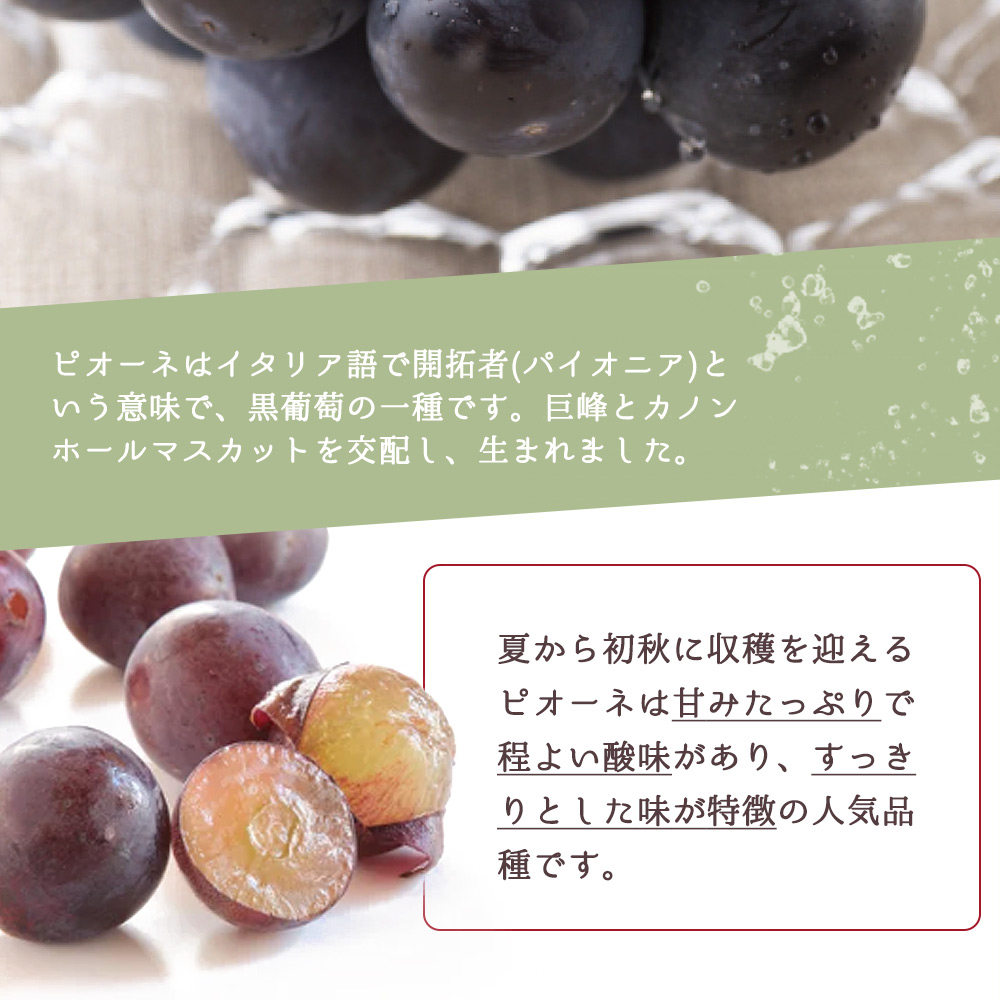 ピオーネ 約2kg　紀州和歌山 かつらぎ産 / ぶどう 葡萄 数量限定 甘い 和歌山 由良町 旬 フルーツ【2026年8月下旬以降発送予定】【uot781A】 