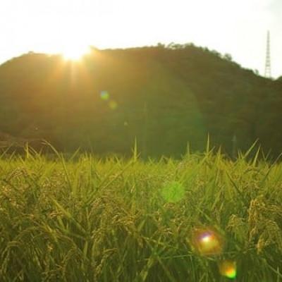 ふるさと納税 猪名川町 猪名川町のお米コシヒカリ(玄米)10kg