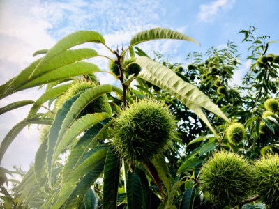 【ふるさと納税】 期間限定 数量限定 先行予約 さぬき山都の低温熟成完熟栗 (生栗) 約2kg (2Lサイズ以上) さぬき 山都 低温熟成 完熟 栗 完熟栗 大粒 栽培 厳選 糖度 選別 三豊市産 グ