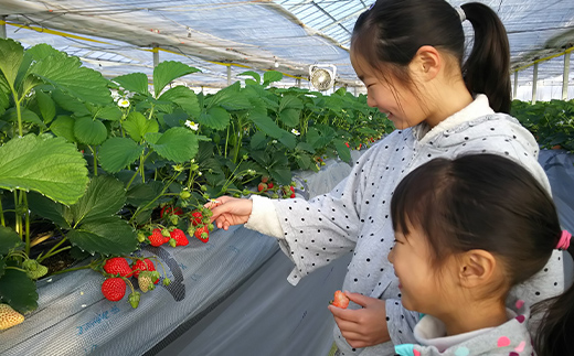 自宅でいちご狩りセット＜赤い苺4品種＞【2026年3月1日〜5月15日発送】 計4パック(各220g以上) 群馬県産 いちご 苺 イチゴ 食べ比べ セット 詰合せ 果物 フルーツ 食品 F21E-251