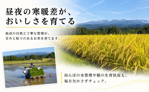 【12ヶ月定期便】【令和8年産 コシヒカリ】魚沼産コシヒカリ 特別栽培米 10kg(5kg×2袋) | 新潟県産コシヒカリ 魚沼産こしひかり 米 お米 こしひかり 白米 精米 ブランド米 津南町 米処