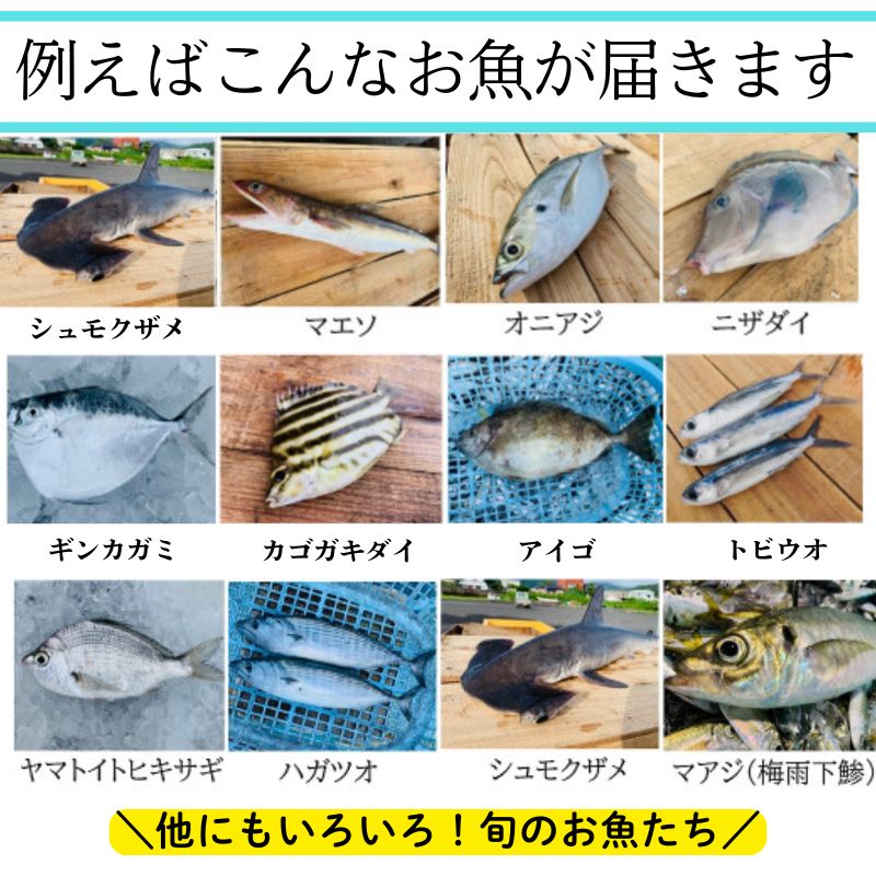 【A78003】漁師厳選！ロコフィッシュ(地魚) 下処理済 鮮魚 ボックス(約2～3kg)_イメージ3