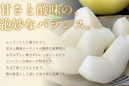 【2026・先行予約】 新興梨（しんこうなし）3kg｜鳥取 果物 フルーツ なし 梨 2026年収穫後【41037】