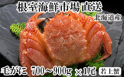 
                  B-14130 ボイル毛がに700～900g×1尾(若上蟹)
                