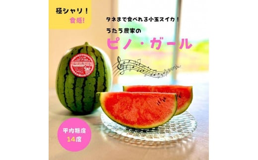 【先行予約】797.小玉スイカ　ピノ・ガール（1玉3kg前後×3玉）◇離島不可（北海道、沖縄本島は配送可能）◇2026年6月上旬頃～7月上旬頃に順次発送予定【西瓜 スイカ すいか 果物 フルーツ くだもの ピノガール 鳥取県 北栄町 おすすめ 人気】