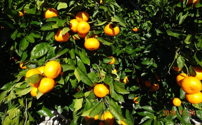 みかん 10kg 訳あり