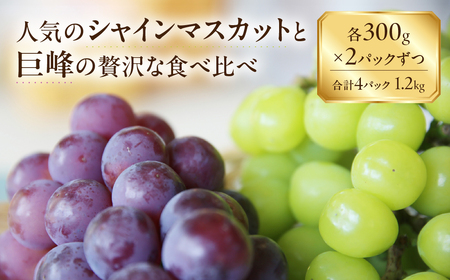 季節先取り！ たっぷり1.2kg 豊橋産 皮ごと 種なしシャインマスカット300ｇ×2 種無し巨峰300ｇ×2 ブドウ ぶどう マスカット フルーツ 甘い 1.2キロ 果物  詰め合わせ  食べ比べ 