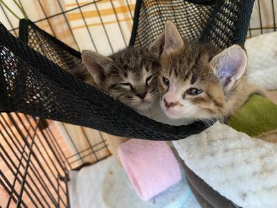 fn-36-001 猫ちゃんが大好きな方必見！『保護猫アンドゥ』フリータイムチケット3枚セット 動物 ペット