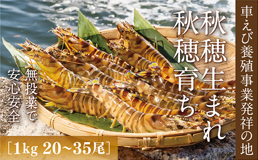 C060 旭水産活き車海老（あいおえび）1kg（18～35尾）【養殖】