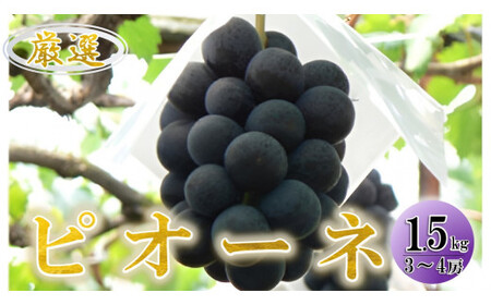 ＜2026年発送先行予約＞ぶどう「ピオーネ」約1.5kg ALPAA018