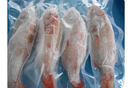 低温技術で瞬間冷凍～いつでも獲れたての味～『山陰・日本海産のどぐろ4尾』下処理済 塩焼き、煮つけ、蒸し物用 魚介類 魚貝類 魚 のどぐろ 冷凍 下処理済み 【1458】