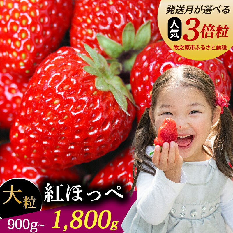 【ふるさと納税】 【発送月が選べる】 紅ほっぺ 超大粒 900g ~ 1800g いちご 冷蔵発送 べにほっぺ 苺 イチゴ 1箱~2箱 ゆりかーご 土耕栽培 果物 フルーツ ギフト 完熟 朝摘み ストロベリー おやつ 直送 国産 産地直送 静岡県 牧之原市 ~土耕栽培だから濃くて甘い!~