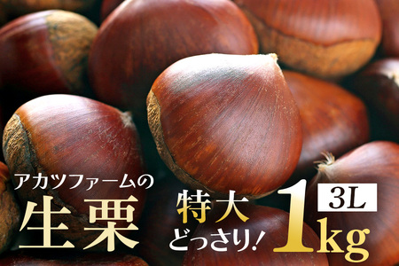 アカツファームの生栗 特大 3Lサイズ 1kg 栗 笠間 栗 くり 生栗 大きい 大粒 茨城 国産 国産栗 和栗 甘栗 栗ご飯 栗きんとん 栗おこわ 甘露煮 マロン 秋 旬 おやつ スイーツ きんとん 冷蔵 保存料不使用 無添加 ギフト 茨城県 笠間市 GA-002