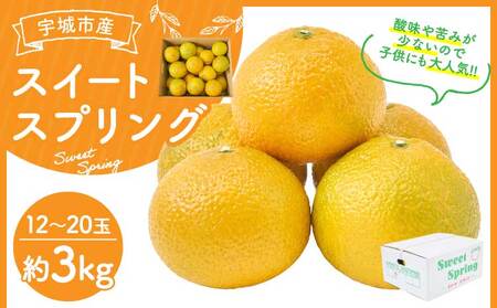 先行予約 スイートスプリング 約3kg（12～20玉） 2025年12月下旬～2026年1月下旬頃発送予定