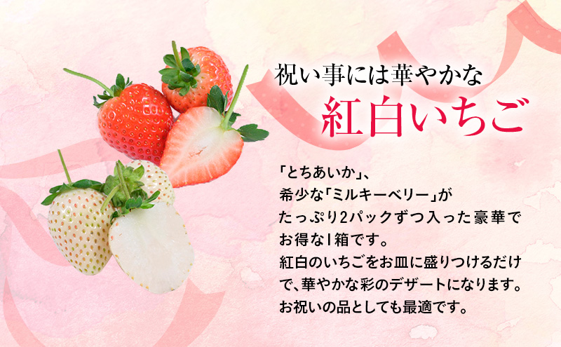 【先行予約】いちご おめでた紅白2種いちご 4パック ※2027年1月～発送