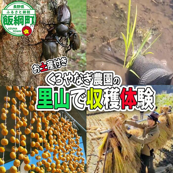 【ふるさと納税】収穫体験　1時間（1名様からご家族までOK）お土産付き《 季節のお野菜の収穫 山菜採り 田植え 稲刈り 干し柿作り しいたけの駒打ち クワガタ虫捕り 》 くろやなぎ農園 長野県 飯綱町