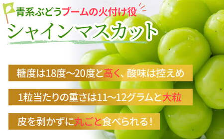 【?先行予約?2024年/令和6年発送分】　山梨県産朝採り新鮮シャインマスカット 1.2kg