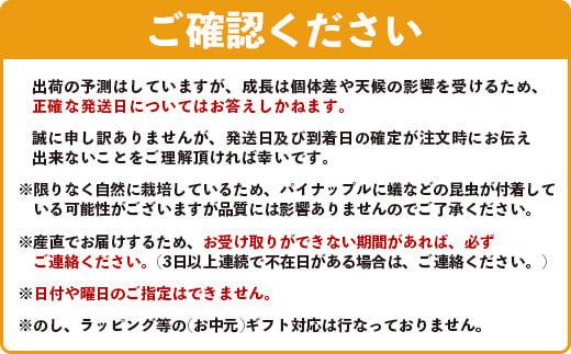 ＜期間限定 春フェア＞《2026年5月以降順次発送》[先行予約] お試し用 幻のパイナップル ホワイトココ 1玉  [マツコの知らない世界で絶賛] | 沖縄 石垣島 石垣 八重山 パイン パイナップル