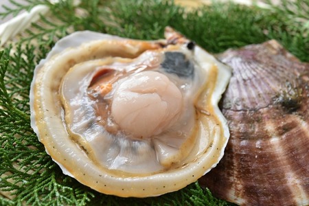 【泳ぐほたて】殻付き活ホタテ特大サイズ5枚 刺身 魚介 帆立