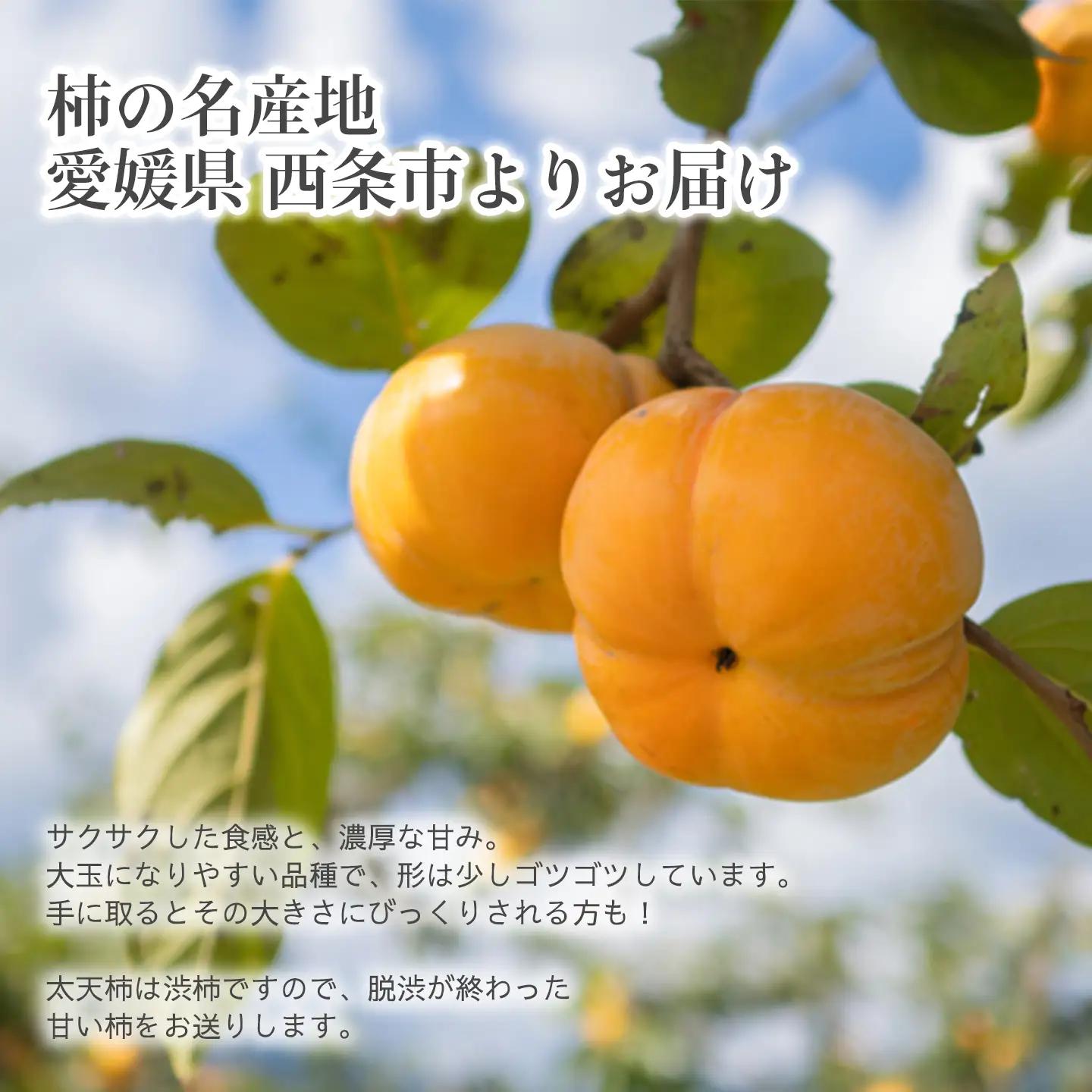 【11月発送】太天柿（秀品）約３kg｜大玉柿