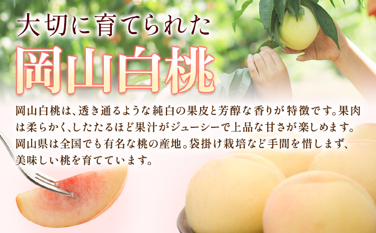 【2026年先行予約】桃 岡山白桃 約1.4kg 5-7玉 株式会社藍《2026年7月中旬-7月末頃より発送予定》 岡山県 浅口市 岡山県産 もも フルーツ 果物 くだもの 白桃 送料無料a-1