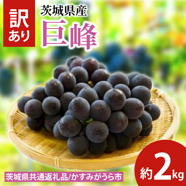 【ふるさと納税】【先行予約】訳あり 巨峰 約2kg（茨城県共通返礼品：かすみがうら市産）　※2025年10月初旬～2025年10月下旬頃に順次発送予定（CD051）