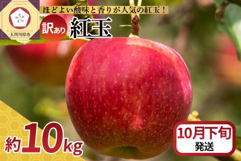 【2025年10月下旬発送】【訳あり】 りんご 10kg 紅玉 アップルパイ に最適 青森 不揃い