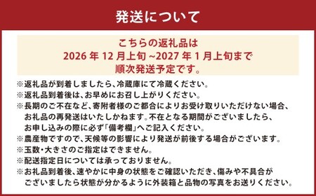 絢音ベリー農園 恋みのり いちご 1kg （250g× 4P） 先行予約【2026年12月上旬発送開始】 熊本県 高級 フルーツ ギフト 厳選 希少