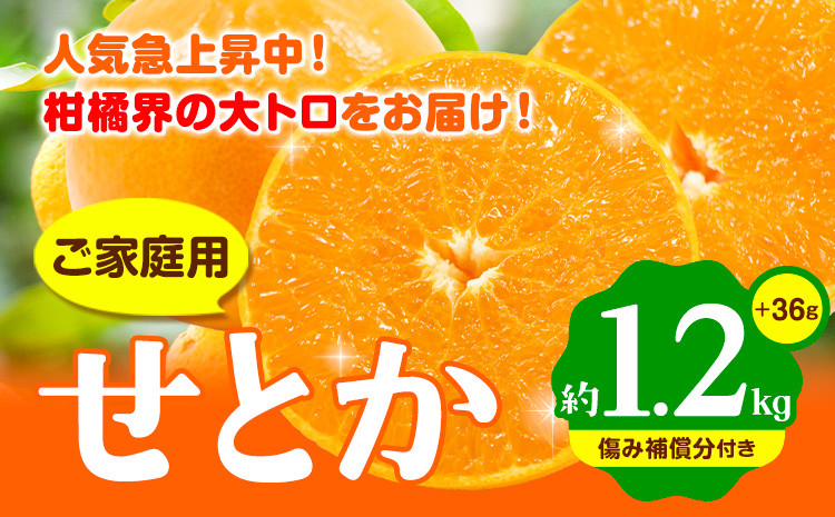 
＜先行予約＞家庭用 せとか 約 1.2kg+36g（傷み補償分）【柑橘・春みかんの王様】【光センサー選果・食べ頃出荷】《2月上旬から4月中旬出荷》 池田鹿蔵農園 和歌山県 日高町 家庭用 訳あり せとか わけあり セトカ ミカン 柑橘 柑橘類 【配送不可地域あり】送料無料
