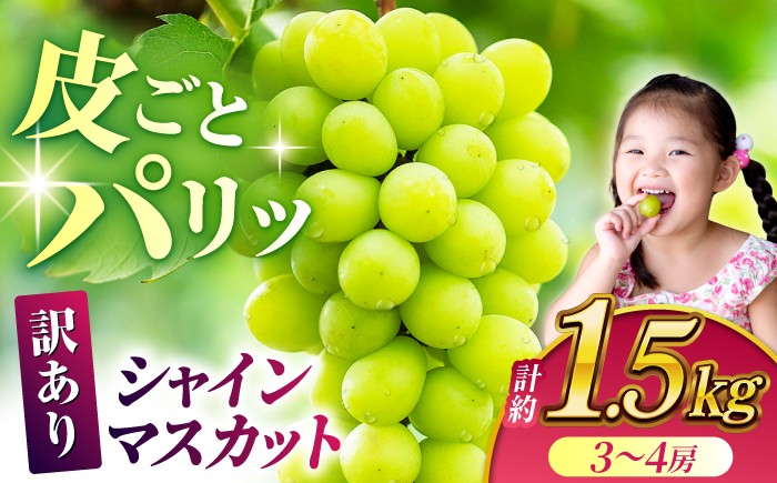 【9月30日受付終了】【訳あり】 シャインマスカット 約1.5kg(3～4房)【合同会社 社方園】 [ZBZ030]