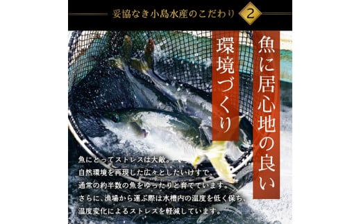 乙女 ブリ 700 ~ 900g ブランド 鰤 ブリ ぶり 乙女ブリ しゃぶ 切り身 フィーレ カマ付き 高知県 須崎市 高知 鰤 年末 正月 ギフト 贈り物 KS0311-3x