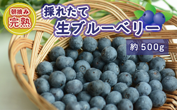 
            No.721 茨城県坂東市産 朝摘み完熟 採れたて生ブルーベリー 約500g ／ 朝摘み 爽やか 甘み トッピング 大粒 厳選 特大サイズ ノーザンハイブッシュ系品種チャンドラーほか 茨城県
          