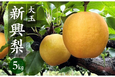 梨・フルーツ／【先行予約／数量限定200】京丹後産 新興梨 大玉 5kg（6～10玉入り）（2025年10月上旬～発送）人気梨品種・果物・フルーツ・旬のフルーツ・旬の果物・梨セット・梨の詰め合わせ