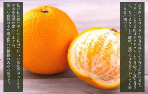 八朔 訳あり それでも 有田の八朔  (はっさく) 箱込 7.5kg (内容量約 6.8kg) サイズミックス B品 和歌山県産  産地直送［おまけ付き］［みかんの会］