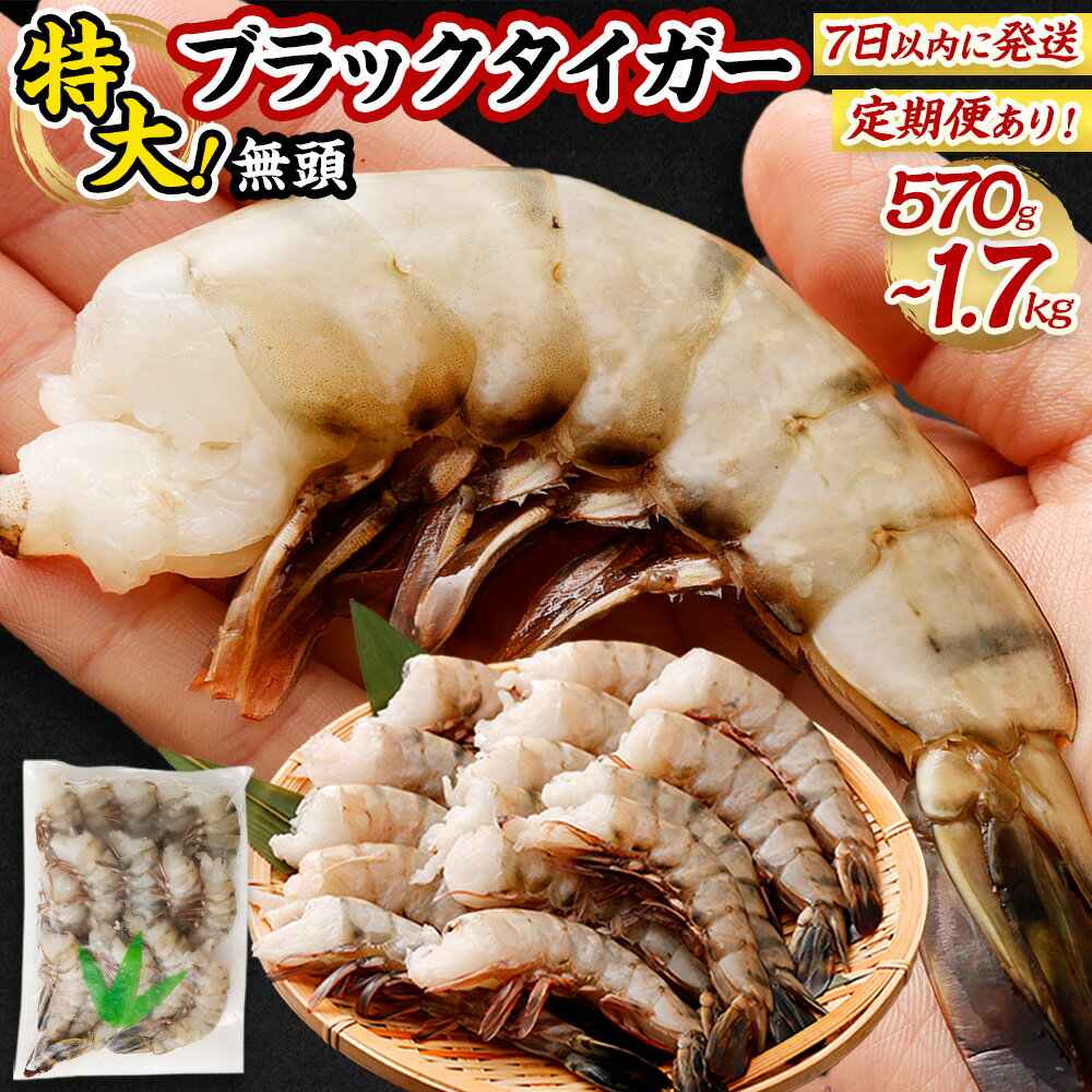 【ふるさと納税】【入金確認後7日以内に発送】 ＜単品・定期便が選べる＞ 特大 ブラックタイガー 無頭 えび ＜単品＞ 約570g (15尾) or 約1.7kg(45尾) または ＜定期便＞ 3回・6回・12回｜ 冷凍 海老 ブラックタイガー ギフト お中元 お歳暮 人気 大阪府 阪南市 送料無料