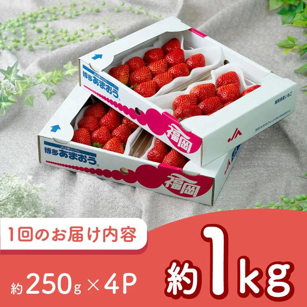 【全3回定期便】福岡産 冬あまおう 250g×4P BGAG042 定期便 いちご苺