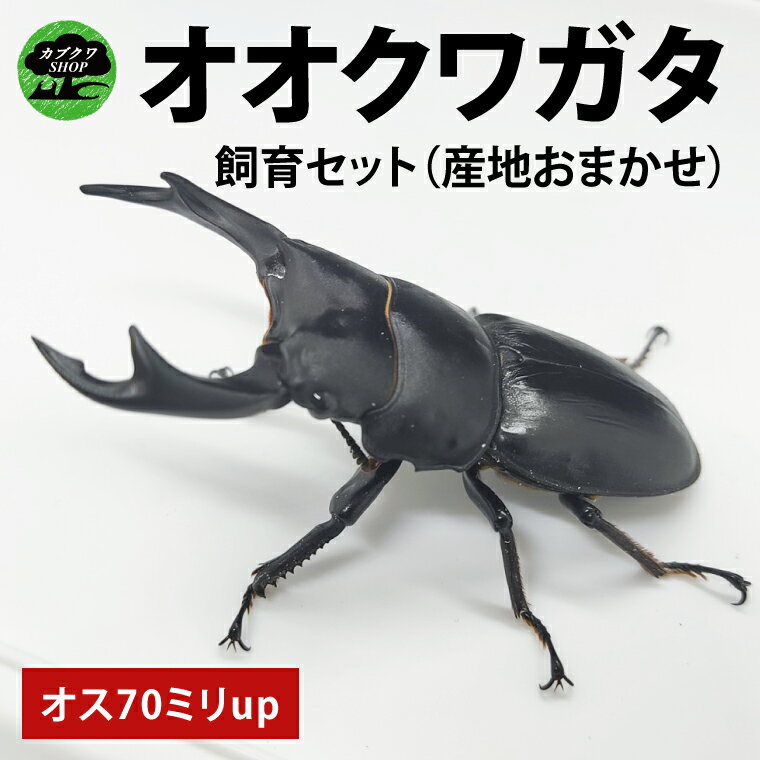 【ふるさと納税】 【産地おまかせ】【数量限定】オオクワガタオスのみ♂（オス70ミリup）飼育セット クワガタ クワガタムシ カブトムシ 昆虫 虫 国産 飼育 セット 夏休み 自由研究 送料無料 茨城県 鹿嶋市