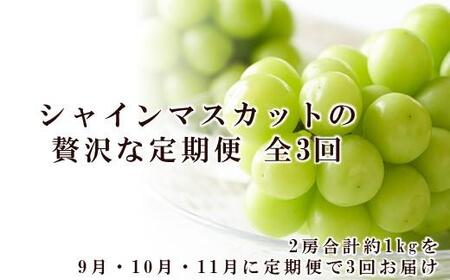 ぶどう 2025年 先行予約 9月・10月・11月発送 シャイン マスカット 晴王 2房（合計約1kg）×3回 ブドウ 葡萄  岡山県産 国産 フルーツ 果物 ギフト