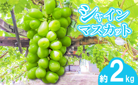 【早期予約】朝採りシャインマスカット 約2kg(3房～4房) 名峰讃岐富士育ち 煌めきの果実 マスカット シャインマスカット ぶどう 葡萄 ブドウ フルーツ 果物 香川県 丸亀市