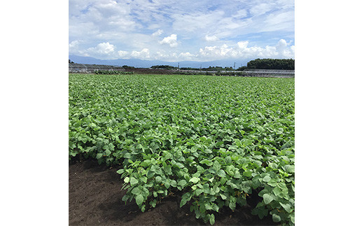 熊本県産 赤大豆ふくあかね 珈琲 ドリップバッグ 5個入