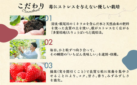 【2026年5月より発送】《 業務用の大袋 》 加工向きな 冷凍いちご 品種おまかせ 1.5kg 簡易梱包 サイズ 不揃い のため 訳あり 訳アリ フルーツ 果物 苺 いちご イチゴ アイス 紅ほっぺ