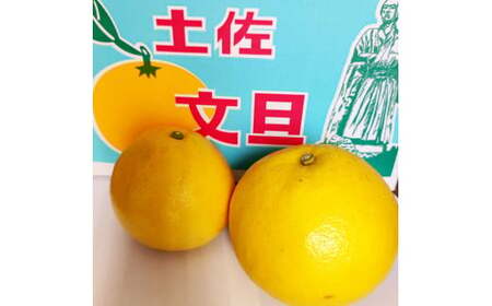 【先行予約】土佐文旦 大玉 家庭用 約10kg（2L～4Lサイズ混合：16～21玉)  数量限定 文旦 ぶんたん ブンタン 10キロ 柑橘 フルーツ 果物 ご当地 お取り寄せ 土佐 高知＜2027年1