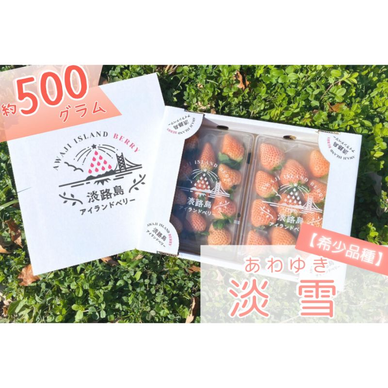 【ふるさと納税】先行受付 完熟をお届け 淡路島産旬の採れたて フルーツ 希少品種 白いちご 淡雪 生果実 500g セット 苺 果物 旬のフルーツ 兵庫県 洲本市 淡路島　お届け：2026年1月～5月