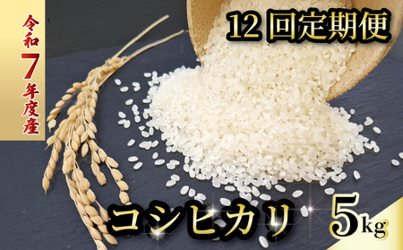 【12回定期便×5kg】新米 こしひかり 令和7年産 白米 定期便