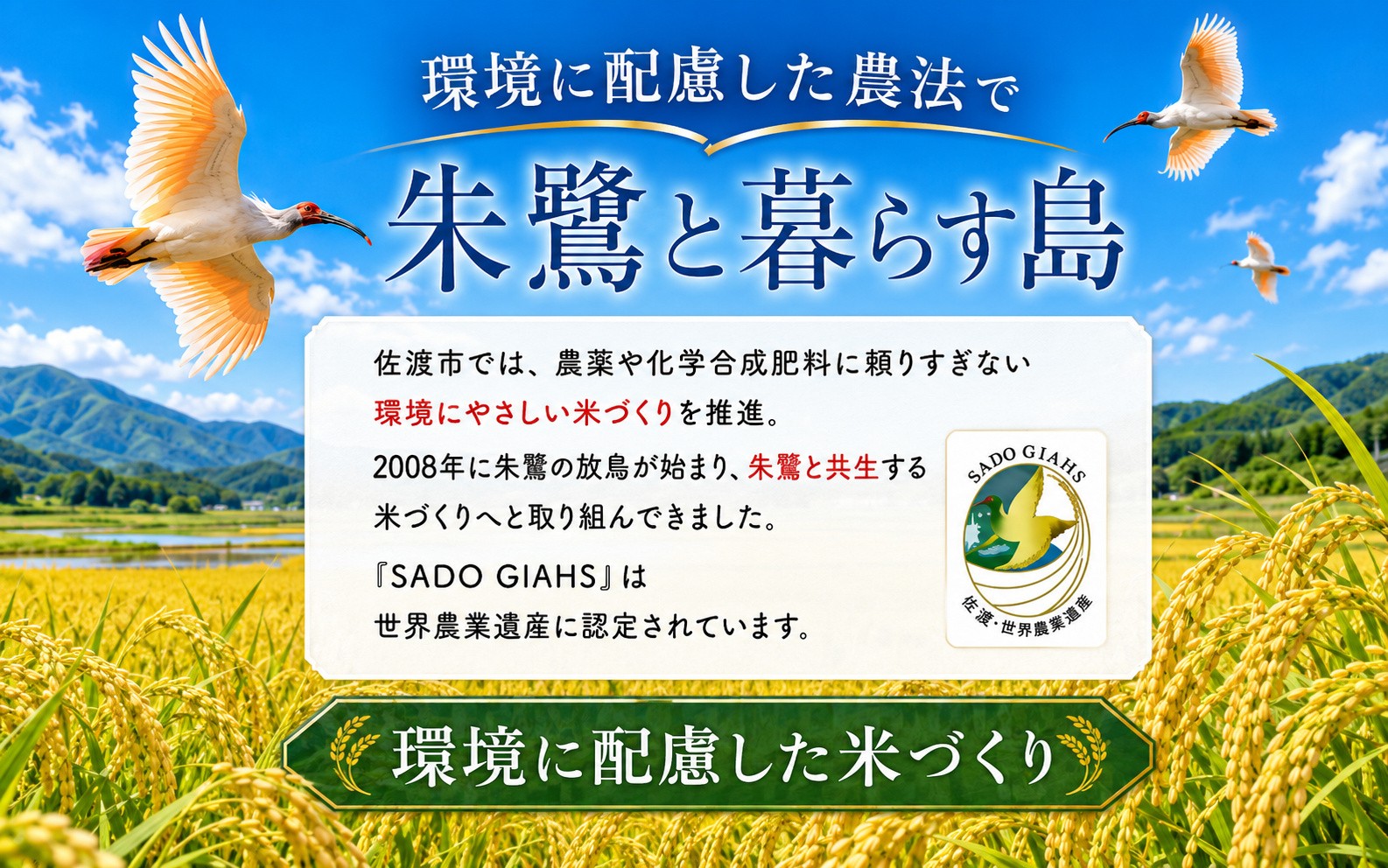 【先行予約 令和8年産】佐渡産にじのきらめき 精米5kg