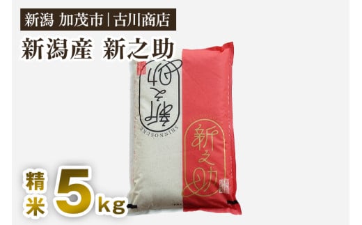 【令和7年産新米】新潟の新ブランド米「新之助」精米5kg 《順次発送》 白米 大粒 加茂市 お米の専門店 古川商店