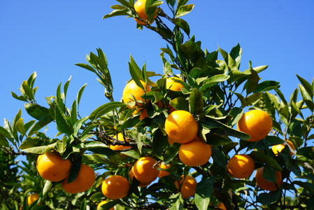 先行予約 みかん 青島 温州みかん 約8kg 60個前後 2025年11月下旬から12月中旬頃発送予定 ひでみかん