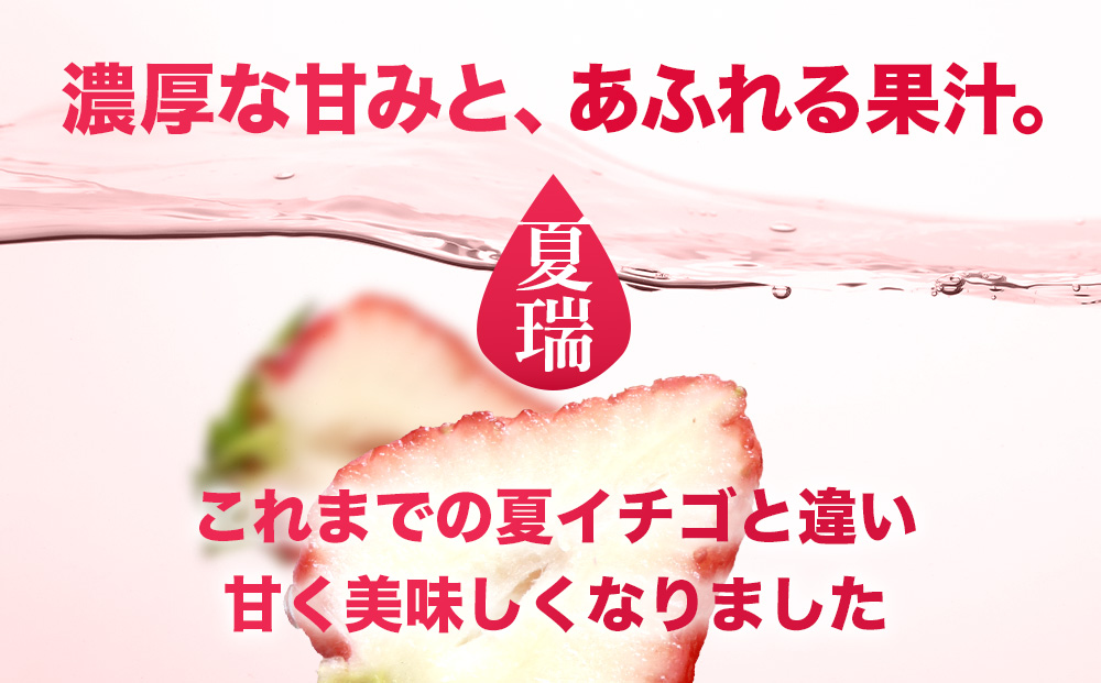 2026年産 先行予約【夏イチゴ】奇跡のひと粒「夏瑞」4パックセット 果物 フルーツ 苺 いちご 国産 北海道産