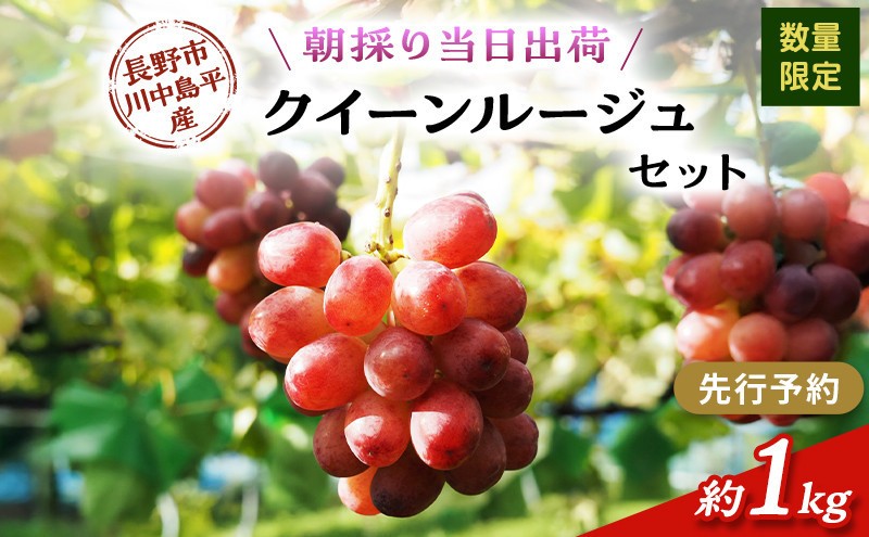 
                  牧野果樹園　クイーンルージュ　約1kg（2房） |  ぶどう クイーンルージュ  フルーツ 果物 希少 人気 おすすめ ブドウ ギフト プレゼント 送料無料 長野県 長野市 信州 信濃 ふるさと納税
                
