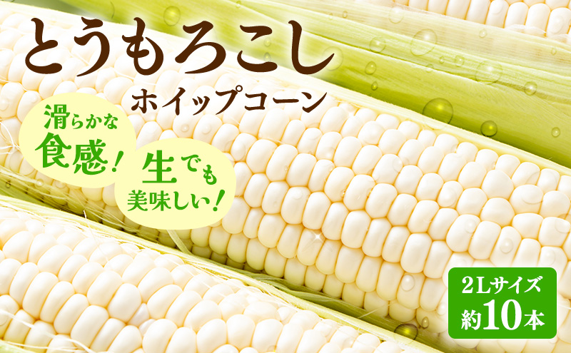 【2025年先行受付】富良野産 とうもろこし ホワイトコーン 約10本 コーン とうきび トウモロコシ ホイップコーン 2Lサイズ 野菜 甘い BBQ 北海道 富良野 ふらの